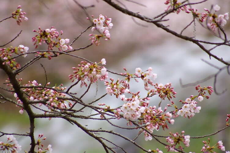 花は桜木 人は武士 柱は桧 魚は鯛 小袖 はもみじ 花はみよしの 攸々転石