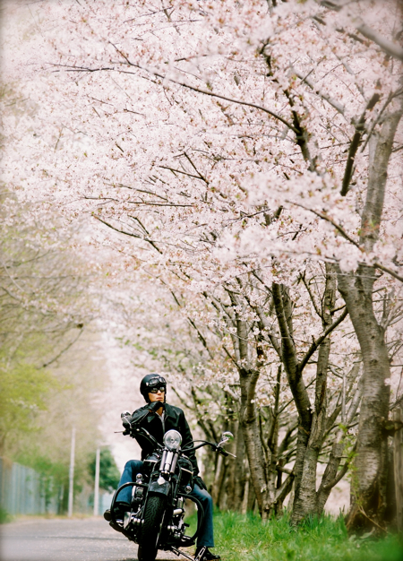 ハーレーでバイク桜ロケ 結婚式カメラマンのブログ