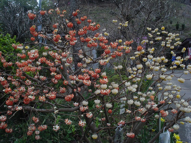 お花見のつづき_e0111153_13542284.jpg