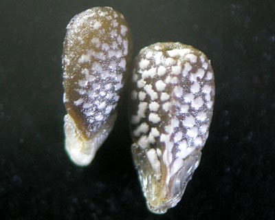 e0035757_1851109.jpg