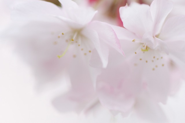 桜・枝垂れ桜２　－淡き春の夢のごとしー_d0141365_21423992.jpg