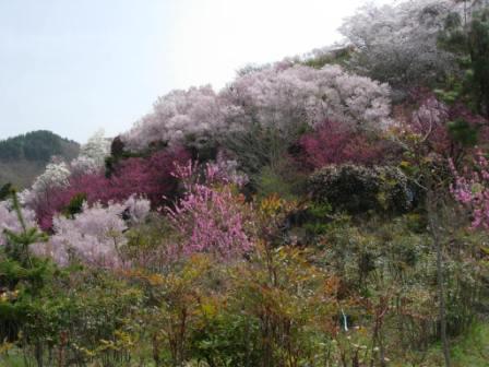 花見山（福島）_c0006568_2192362.jpg