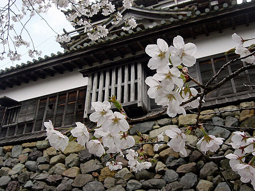 ○岡城の桜_c0065774_2352948.jpg