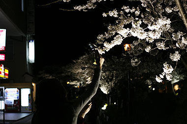 【2008年の桜】一の坂川の夜桜（山口県山口市）_a0020777_20524321.jpg