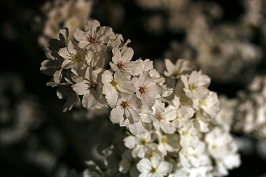 【2008年の桜】一の坂川の夜桜（山口県山口市）_a0020777_20532464.jpg