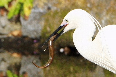 野鳥アルバム_b0047179_8412716.jpg