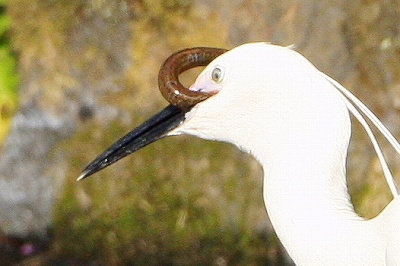 野鳥アルバム_b0047179_842696.jpg