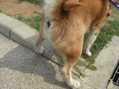 老犬のマーキング・・＾＾；_b0024480_04105.jpg