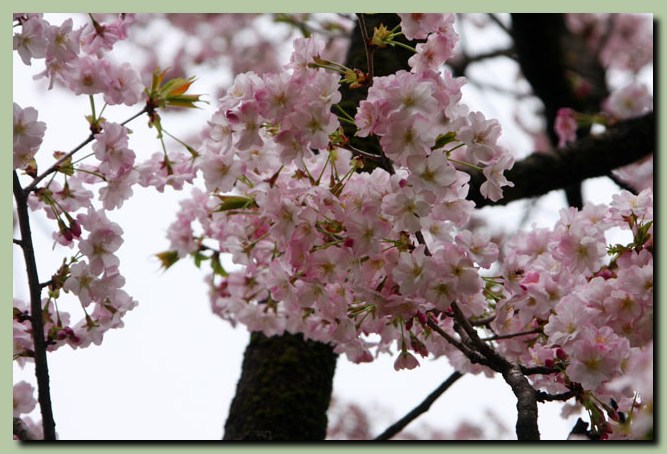 樹木公園の桜_f0079990_12112162.jpg