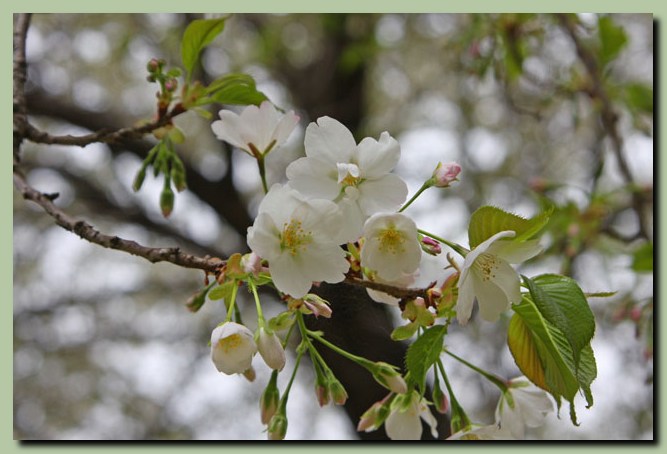 樹木公園の桜_f0079990_12112896.jpg