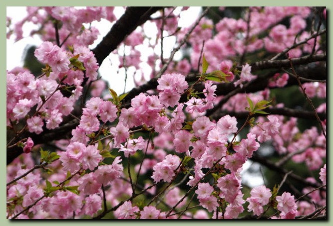 樹木公園の桜_f0079990_12113548.jpg