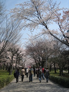 2008年4/6（sun）桜桜桜６_c0077697_15151726.jpg