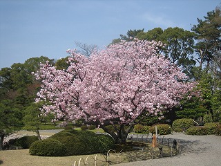 2008年4/6（sun）桜桜桜６_c0077697_1517217.jpg