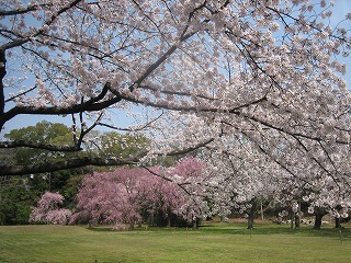 2008年4/6（sun）桜桜桜６_c0077697_15174983.jpg