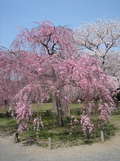 2008年4/6（sun）桜桜桜６_c0077697_15181772.jpg