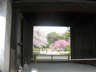 2008年4/6（sun）桜桜桜６_c0077697_15202471.jpg