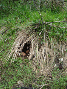 鶏の秘密基地_f0106597_1315291.jpg