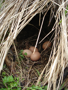 鶏の秘密基地_f0106597_134391.jpg