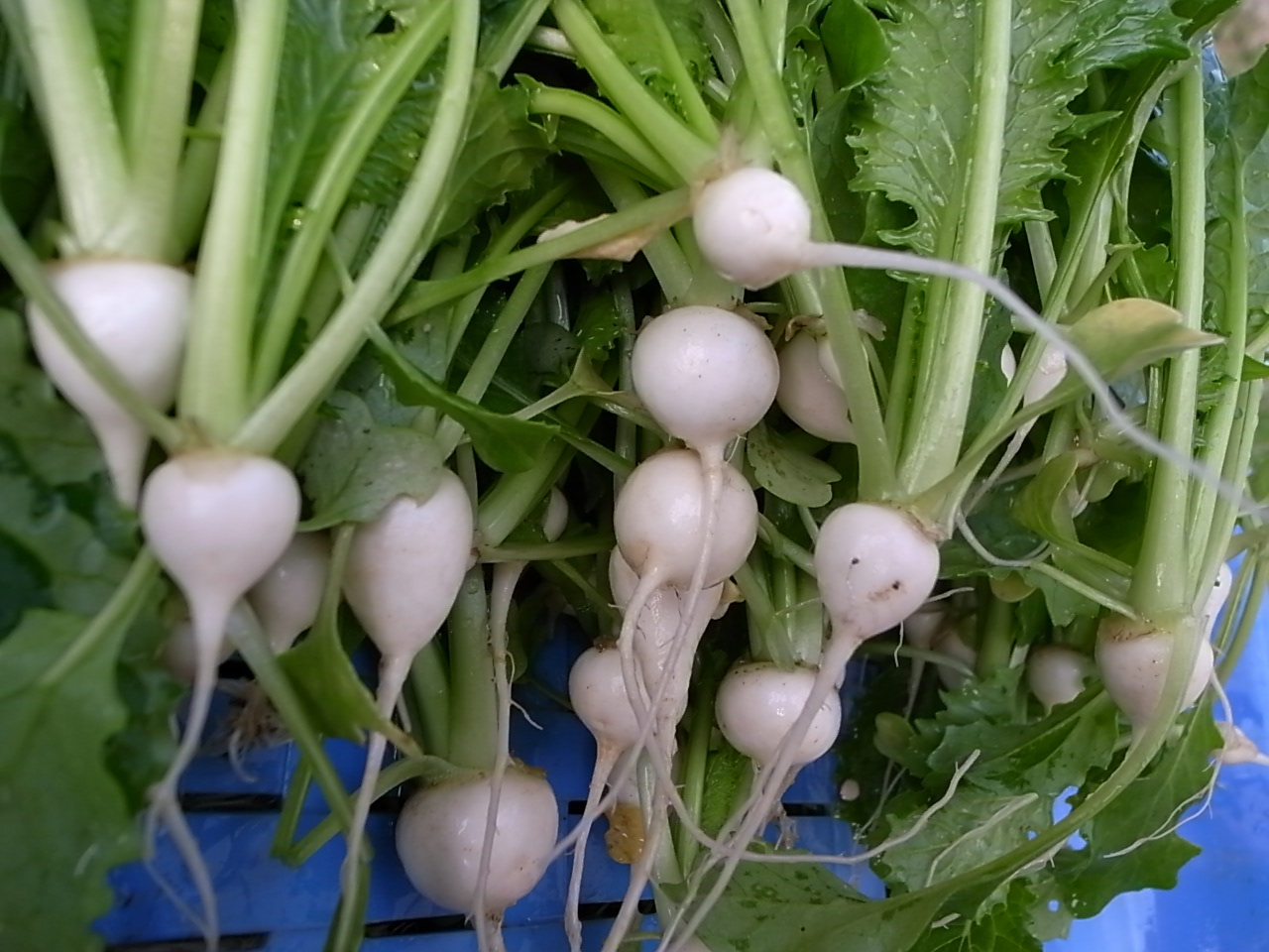 カブ 間引き菜の炒め煮 福岡ベジコ 農園は今日もピーカン