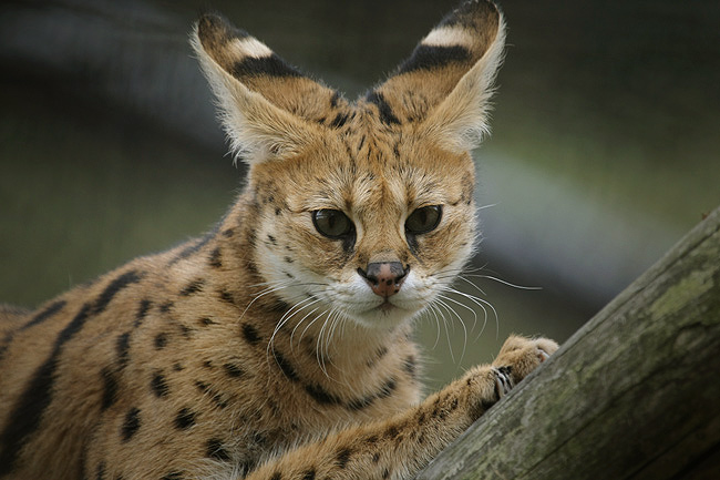 大きな耳 動物たち 光と影 大きな耳 動物たち 光と影