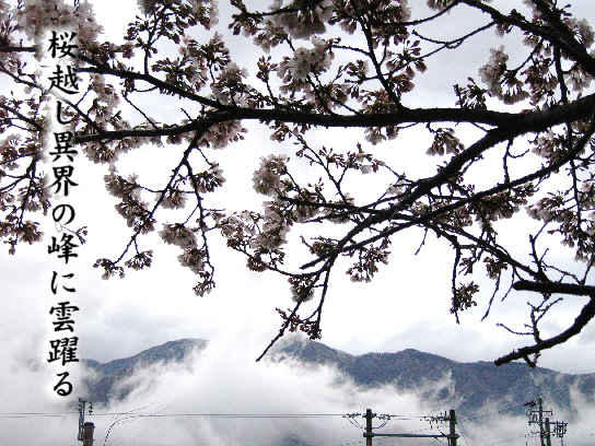 桜越し_e0099713_2243133.jpg