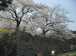 みちのく観桜行　（霞ケ城公園）_d0065324_10261036.jpg