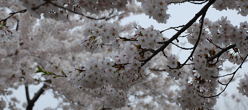 桜満開ですが_f0098628_19351899.jpg