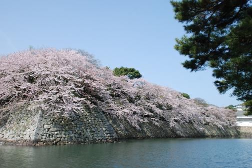 彦根城の桜と、長浜曳山祭り_f0136038_1392493.jpg