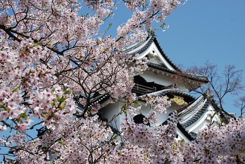 彦根城の桜と、長浜曳山祭り_f0136038_141683.jpg