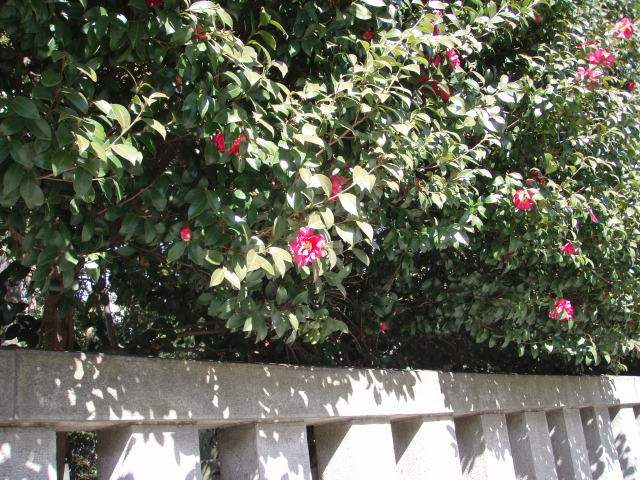 c0094645_2035181.jpg