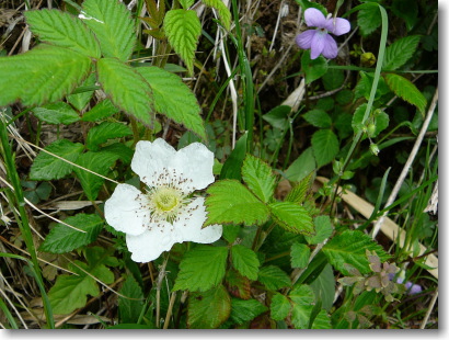 野に咲く花_b0066947_19354738.jpg