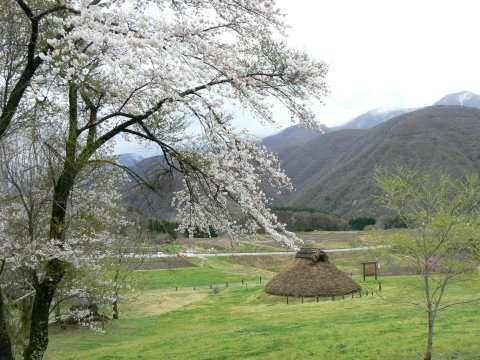 高森愛宕観音堂の桜はニ分咲き_f0019247_23175153.jpg