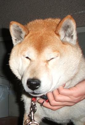 春ですが。。。_c0049950_22542496.jpg