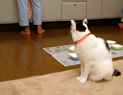 ヨウカンさん、お薬の時間です!_a0028451_1922255.jpg