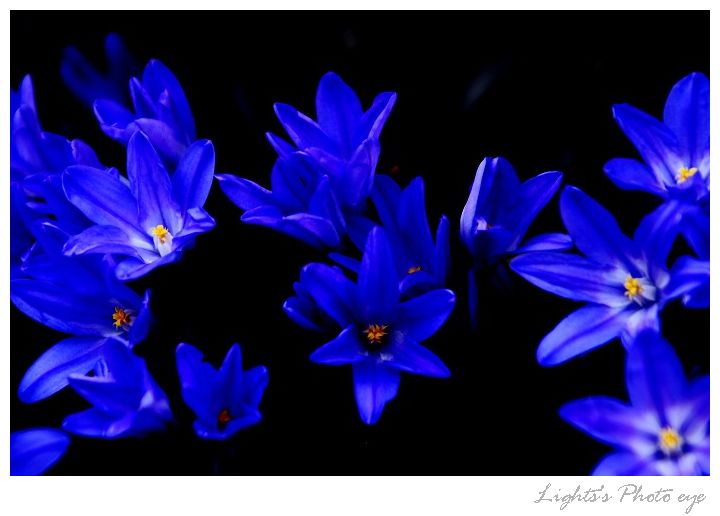 ～Blue flower～_b0136651_9565471.jpg