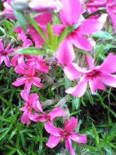 e0040452_20373810.jpg