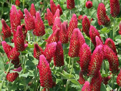 ストロベリーキャンドル＆ストロベリーフィールド : どろや日記