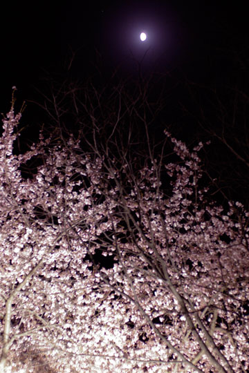 桜の季節です。_e0084756_8191186.jpg