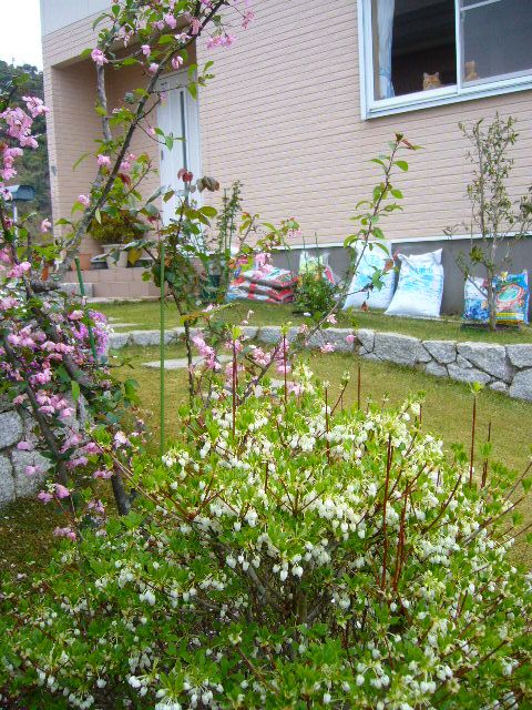 ４月１８日（金）雨後の寅ちゃんと庭のお花！_f0060461_20371434.jpg