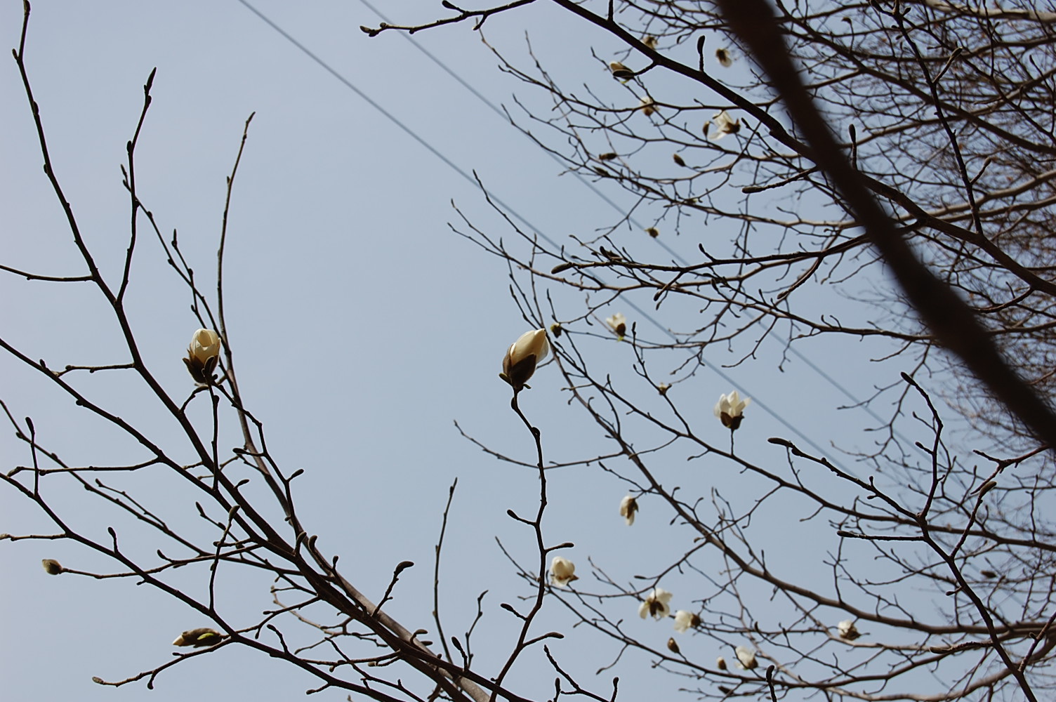 コブシの花　梅の蕾　　　　2008　4／18_e0120466_17175674.jpg