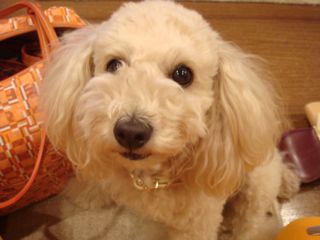 2008.4.18 春の嵐_a0083571_1615547.jpg