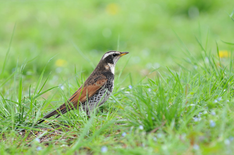 横浜みなとみらいの鳥さん達_f0053272_1425065.jpg