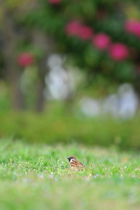 横浜みなとみらいの鳥さん達_f0053272_14343648.jpg