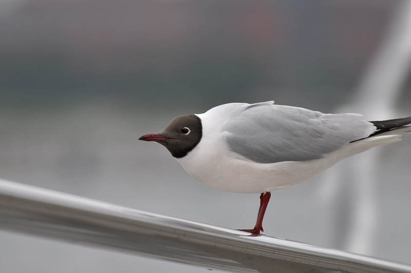 横浜みなとみらいの鳥さん達_f0053272_146830.jpg