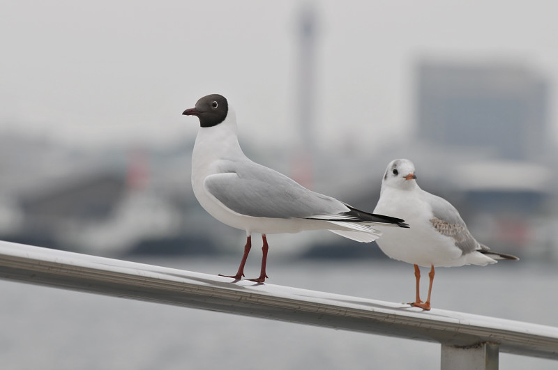 横浜みなとみらいの鳥さん達_f0053272_14926.jpg