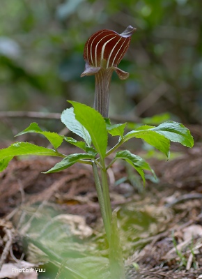 ヤマルリソウ（裏高尾～2）_b0078874_16463838.jpg