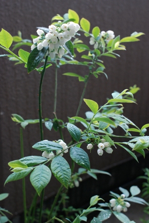 ヒトミとサンシャインブルー 明暮日の茶ばしら