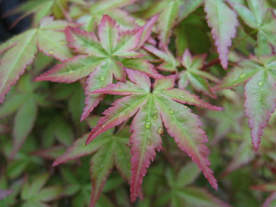 c0132387_09276.jpg