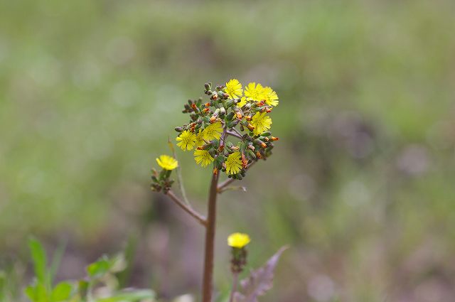 ■　畦の草花 (1)　　　08.4.18　　　(ハハコグサ、オニタビラコ、オオジシバリ、タガラシ、ヘビイチゴ)_e0070891_1835293.jpg