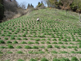 c0099395_17143348.jpg